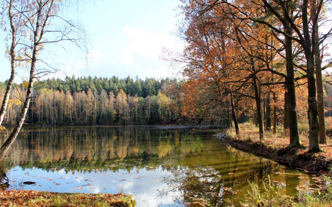 Lacurile și crapul de Třeboň